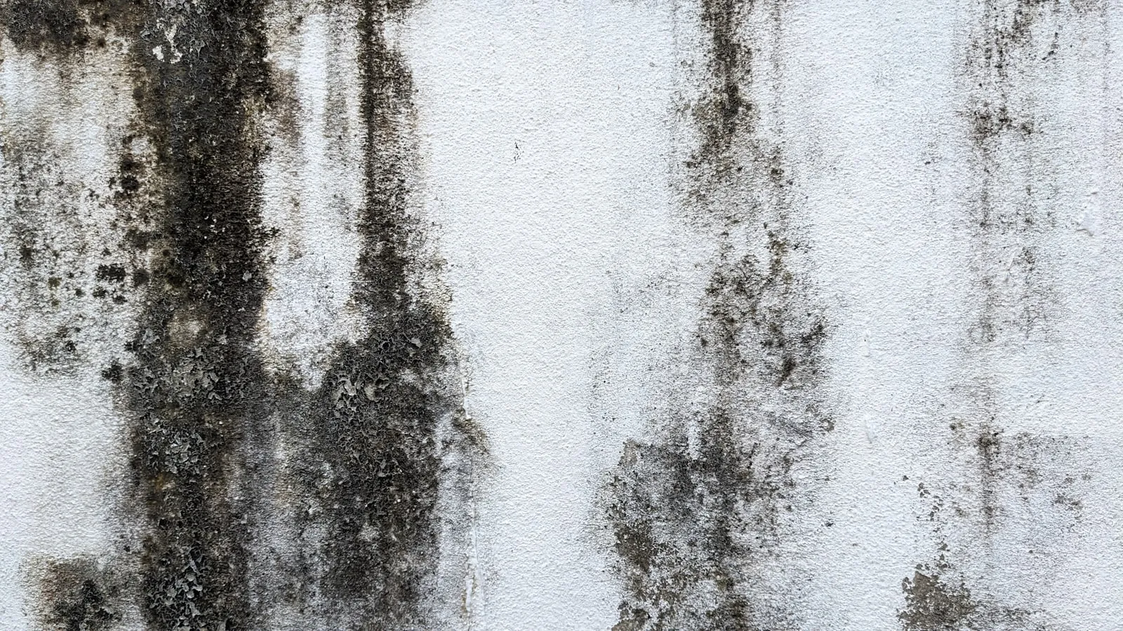 Mold Remediation & Air Quality Testing